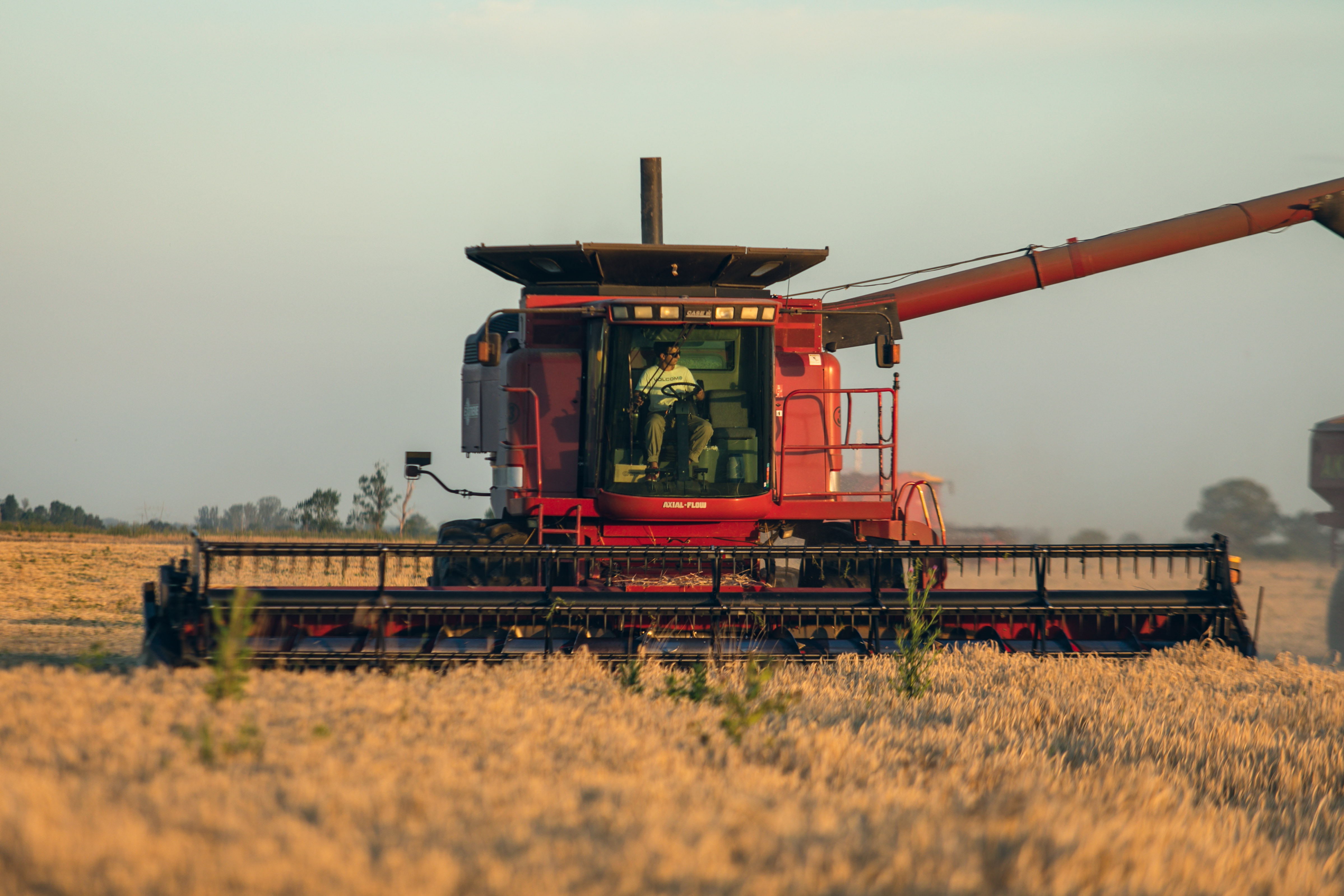 Cosecha del trigo Don Paisa